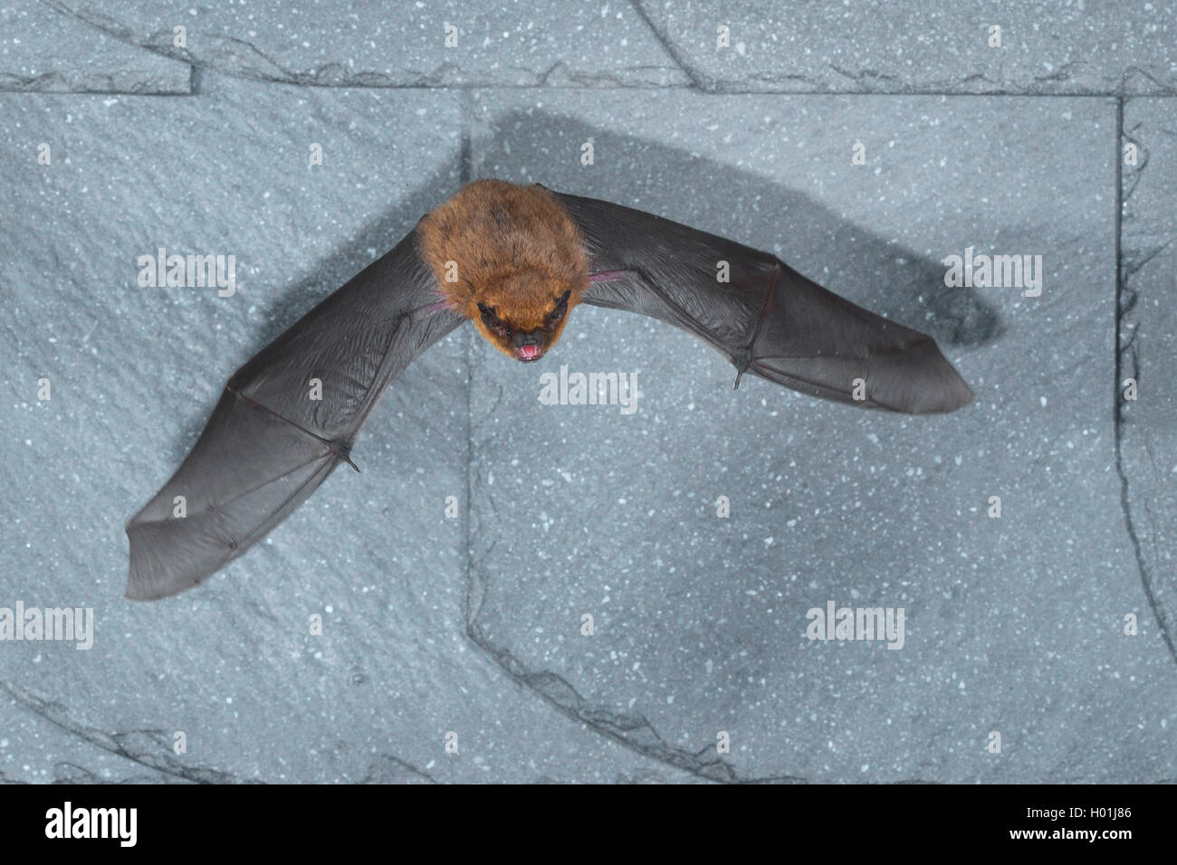 Common pipistrelle (Pipistrellus pipistrellus), in den der Beginn der Finsternis einen Schiefer Abdeckung fliegen, Vorderansicht, Deutschland, Nordrhein-Westfalen Stockfoto