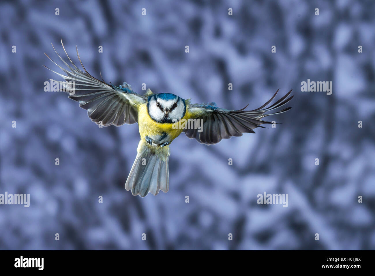 Blaumeise (Parus caeruleus, Cyanistes caeruleus), auf der Flucht vor der schneebedeckten Bäumen, Deutschland, Nordrhein-Westfalen Stockfoto