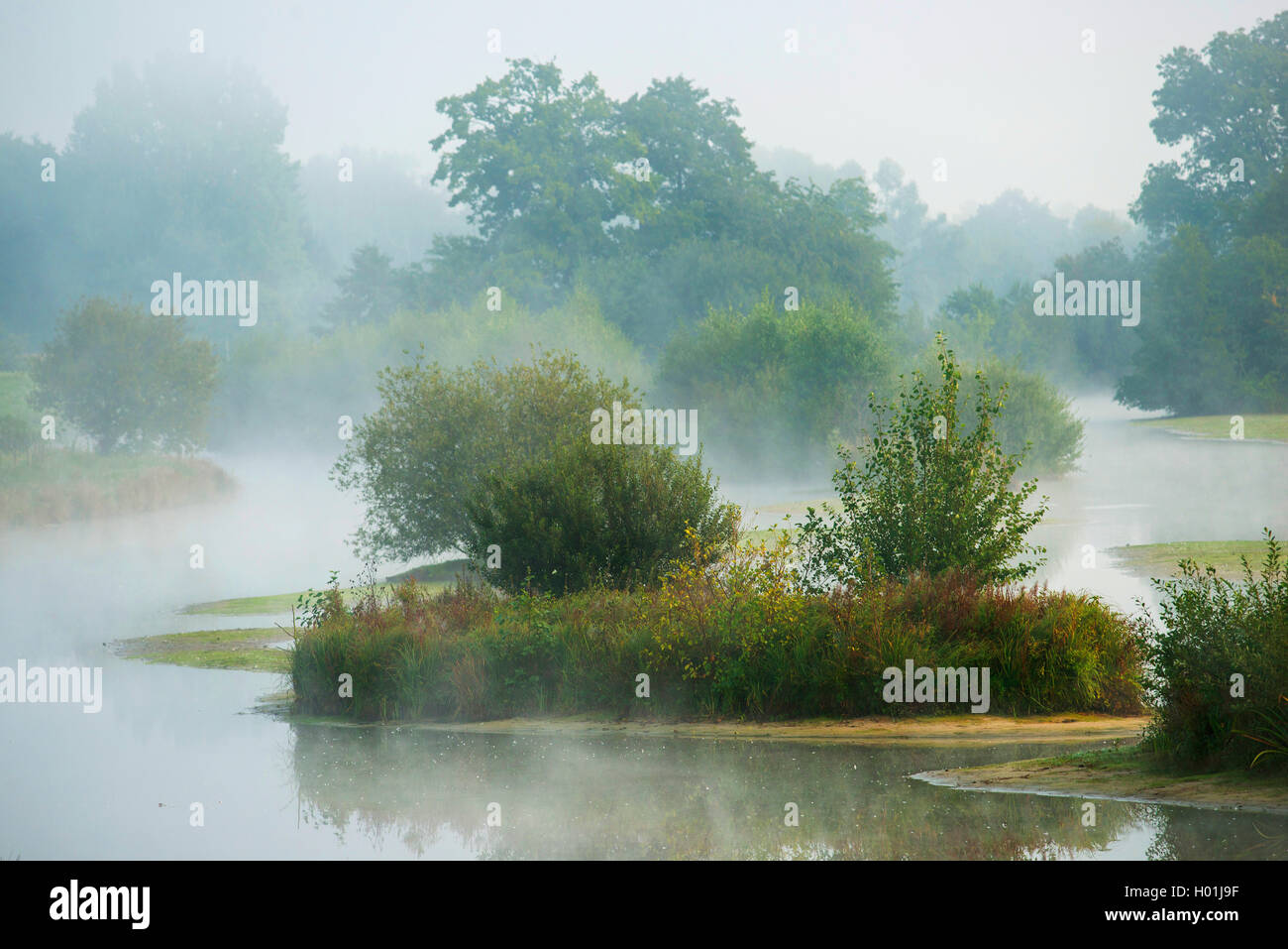 Morgenstimmung mit Nebel am Naturschutzgebiet Steinhorster Becken, Deutschland, Nordrhein-Westfalen Stockfoto