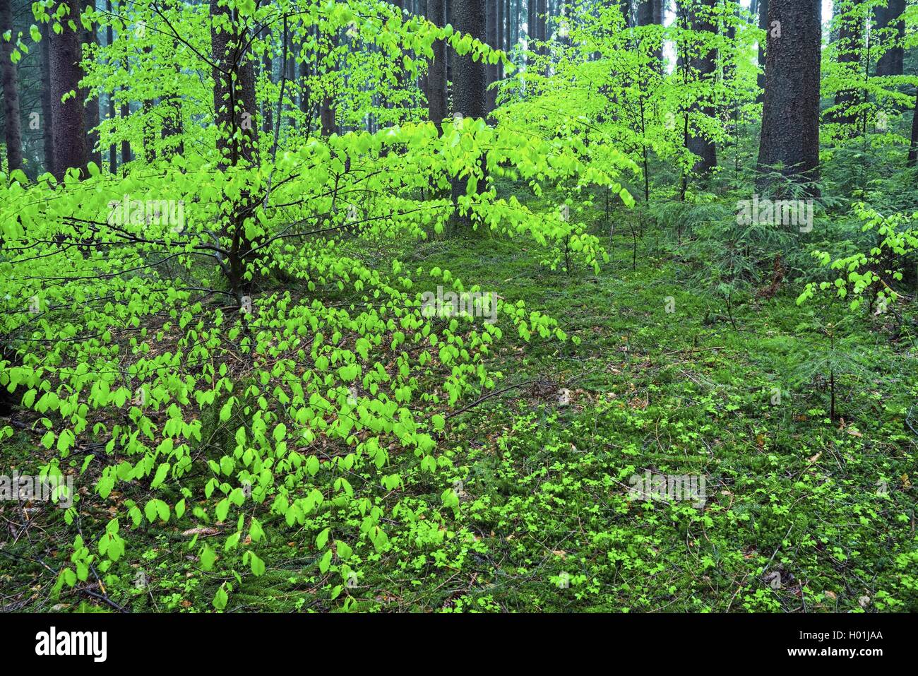 Gemeinsame Buche (Fagus sylvatica), Feder Holz mit frischen Blatt Triebe von Buchen, Deutschland, Bayern, Oberbayern, Oberbayern Stockfoto