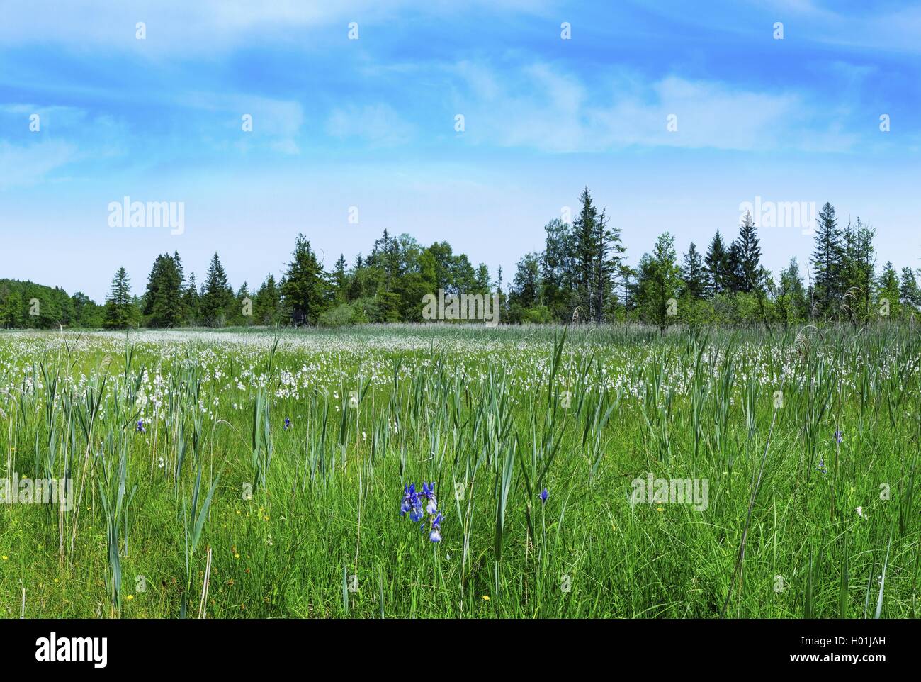Sibirische Schwertlilie, sibirische Flag (Iris pumila), Moor mit Sibirischen Iris und wollgras im Frühjahr, Deutschland, Bayern, Murnauer Moos Stockfoto