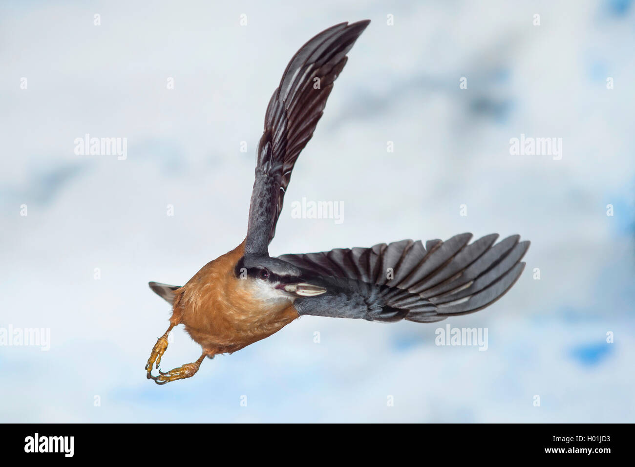 Eurasischen Kleiber (Sitta europaea), im Flug mit Sonnenblumenkernen in ihren Gesetzentwurf, Deutschland, Nordrhein-Westfalen Stockfoto