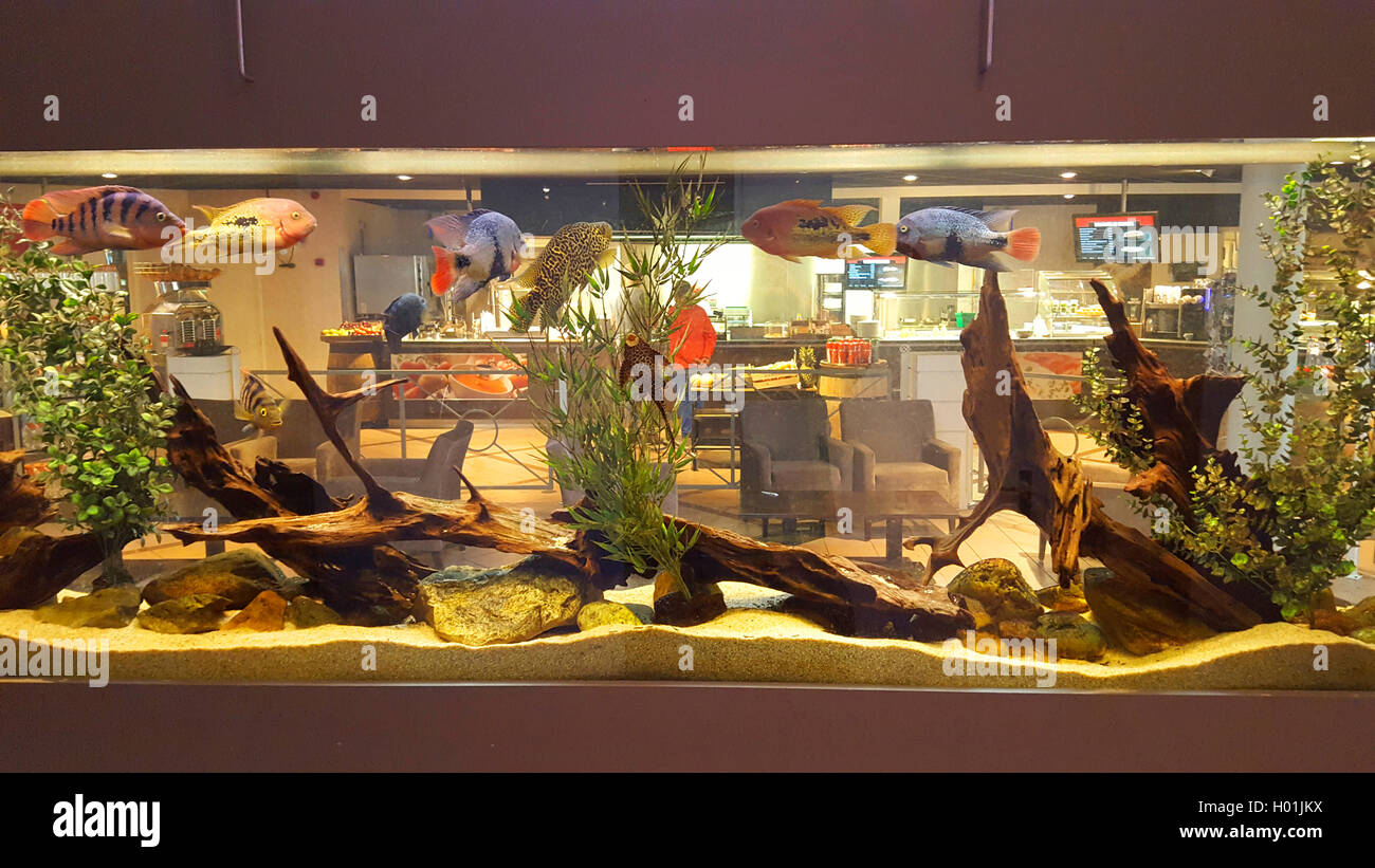 Aquarium in einem Restaurant Stockfoto