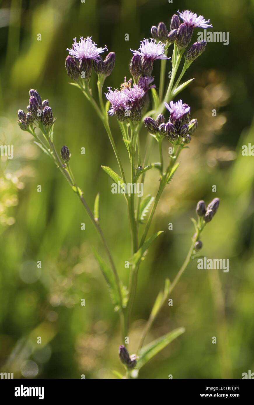 Säge-Scharte (Serratula Tinctoria), blühen, Oberbayern, Oberbayern, Bayern, Deutschland Stockfoto