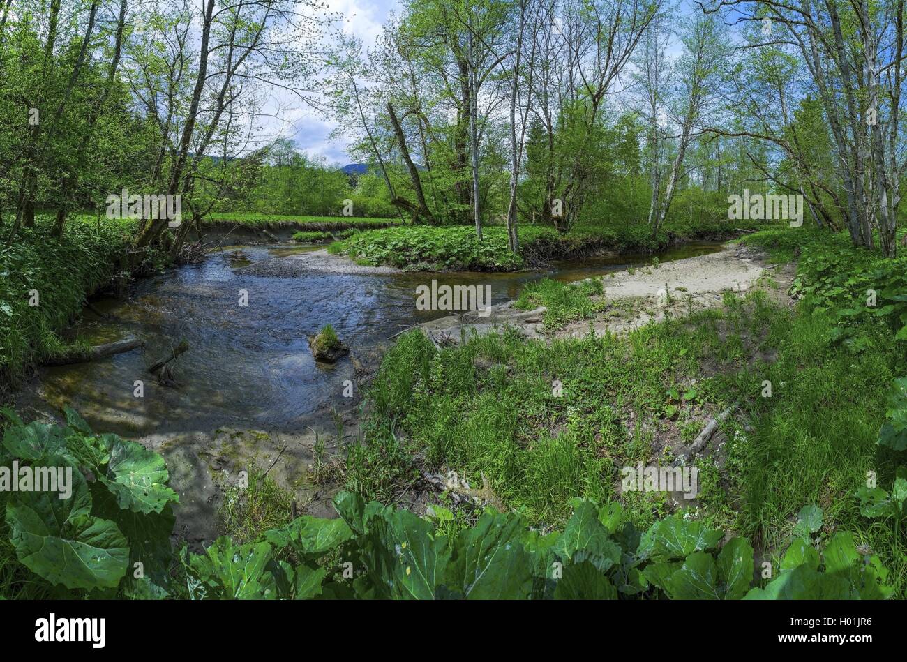 Fluss im Frühjahr Wald, Deutschland, Bayern, Oberbayern, Oberbayern Murnauer Moos Stockfoto