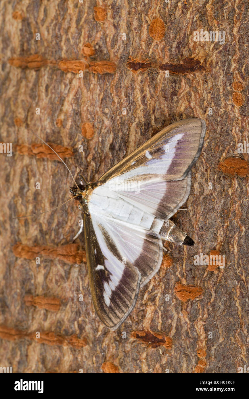 Box Tree Motte (Glyphodes perspectalis, Cydalima perspectalis, Phacellura advenalis, Neoglyphodes perspectalis), sitzt auf Rinde, Deutschland Stockfoto