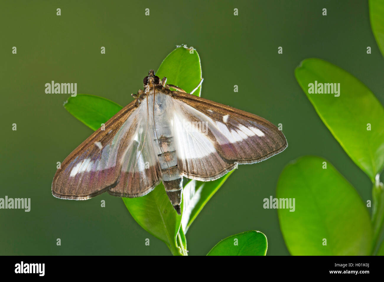 Box Tree Motte (Glyphodes perspectalis, Cydalima perspectalis, Phacellura advenalis, Neoglyphodes perspectalis), sitzt auf einem Feld Zweig, Deutschland Stockfoto