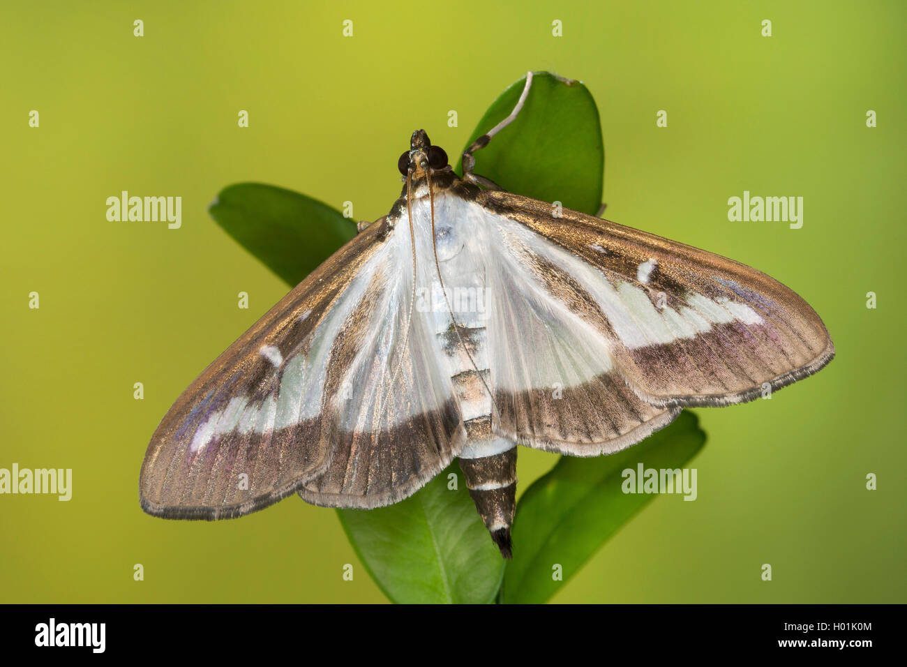 Box Tree Motte (Glyphodes perspectalis, Cydalima perspectalis, Phacellura advenalis, Neoglyphodes perspectalis), sitzt auf einem Feld Zweig, Deutschland Stockfoto