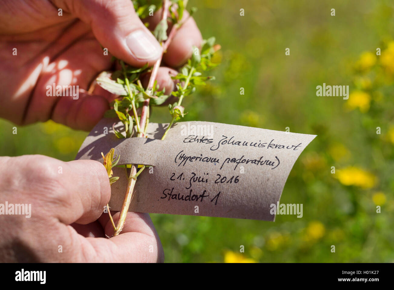 Echtes Johanniskraut, Tuepfel-Hartheu, Tuepfelhartheu, Tuepfel-Johanniskraut, Tuepfeljohanniskraut, Johanniskraut (Hypericum pro Stockfoto