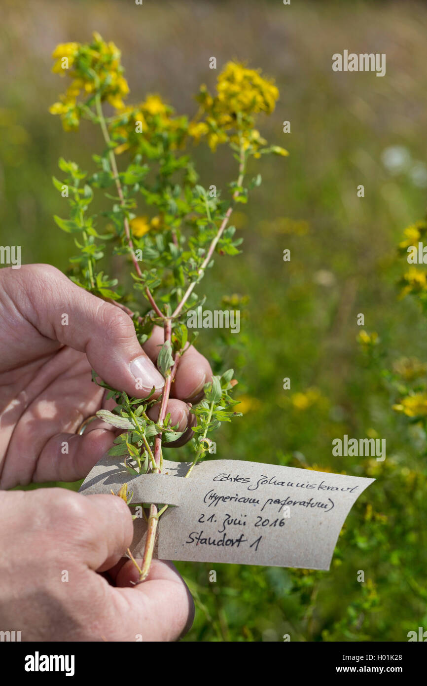 Echtes Johanniskraut, Tuepfel-Hartheu, Tuepfelhartheu, Tuepfel-Johanniskraut, Tuepfeljohanniskraut, Johanniskraut (Hypericum pro Stockfoto