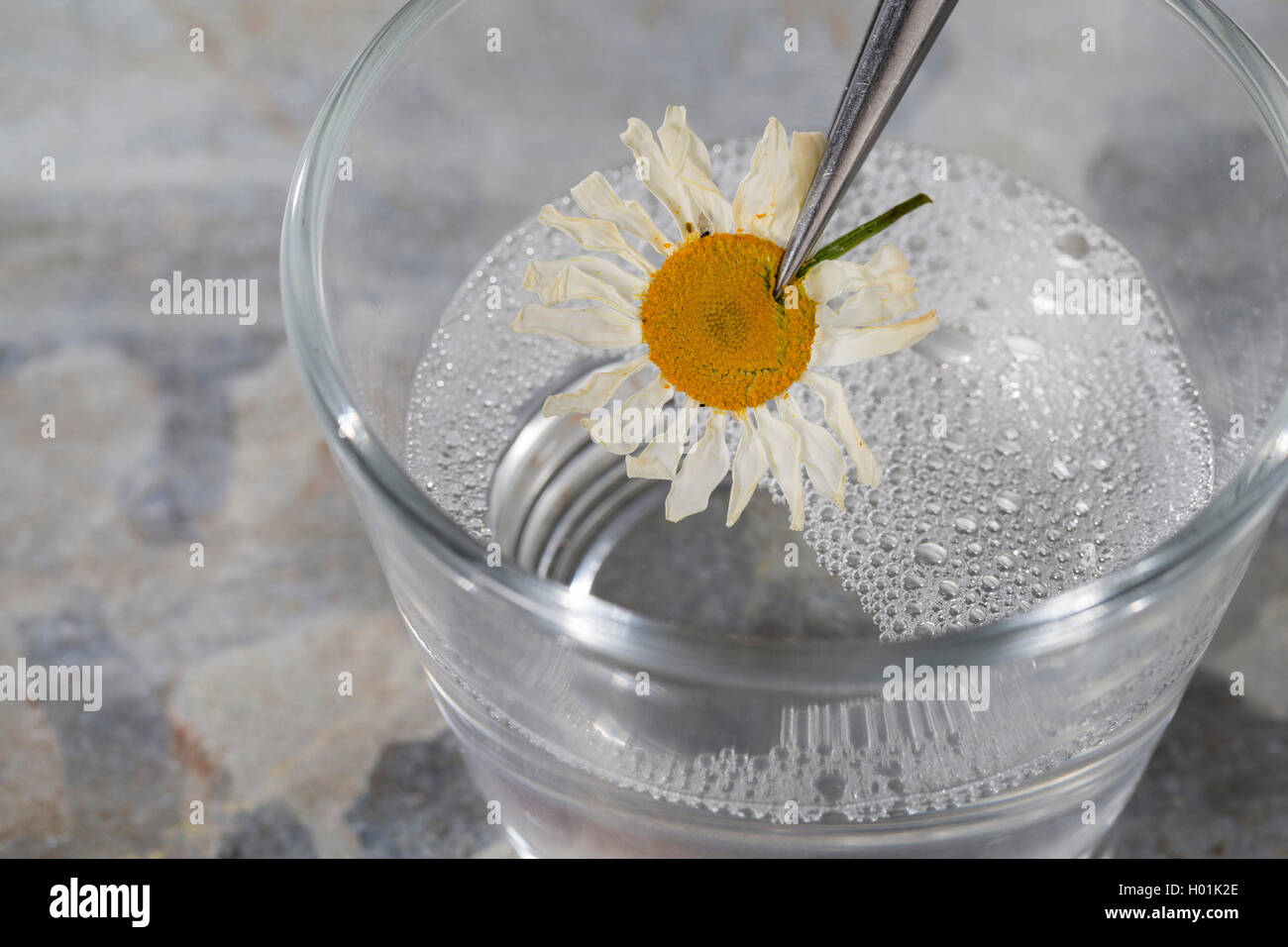Getrocknete Pflanze ist in Seifenwasser für bessere Vorbereitung getaucht, Deutschland Stockfoto