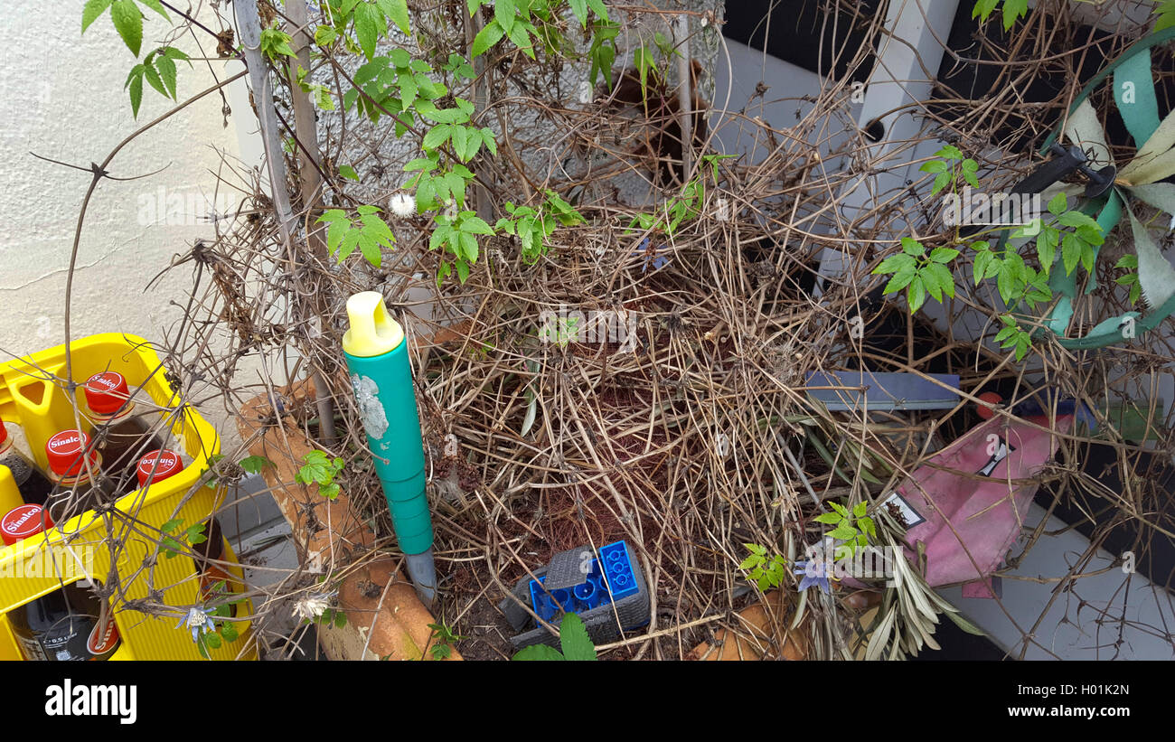 Limo Kiste und Container mit getrockneten Ranke auf einem Balkon Stockfoto