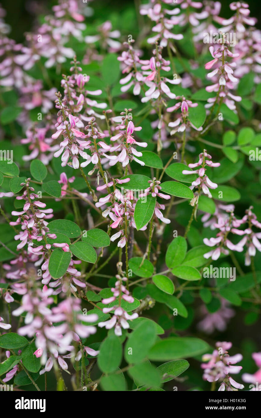 Rosa - Blume rosa blühenden Indigo, Indigo, Indigo (Indigofera amblyantha), blühende Stockfoto