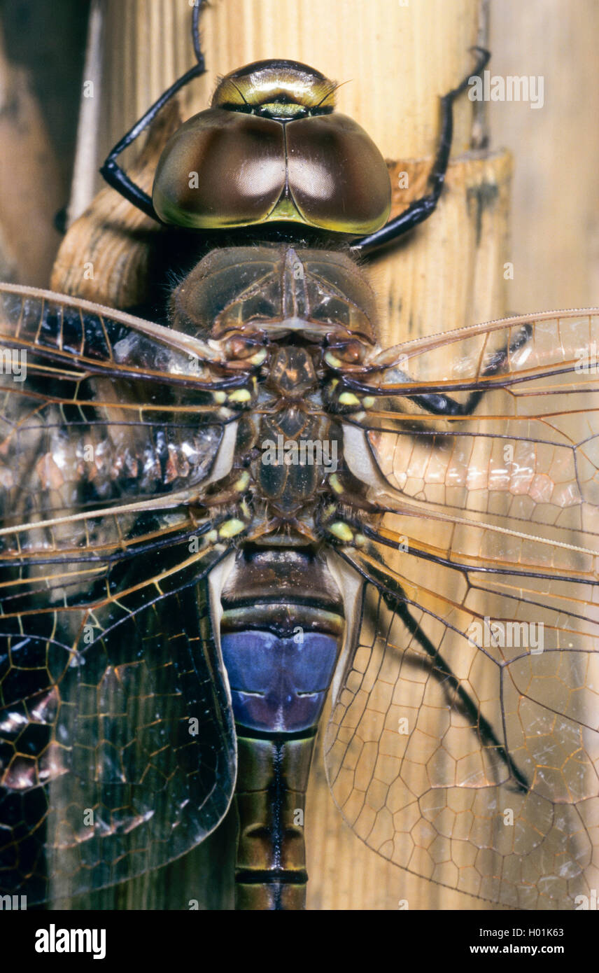 Vagrant Kaiser, Dragonfly, Vagrant Kaiser (Anax Hemianax ephippiger ephippiger,), männlich, Ansicht von oben, Deutschland Stockfoto