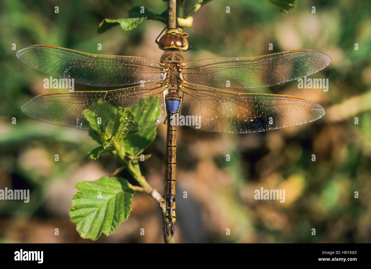 Vagrant Kaiser, Dragonfly, Vagrant Kaiser (Anax Hemianax ephippiger ephippiger,), male auf einem Zweig, Ansicht von oben, Deutschland Stockfoto