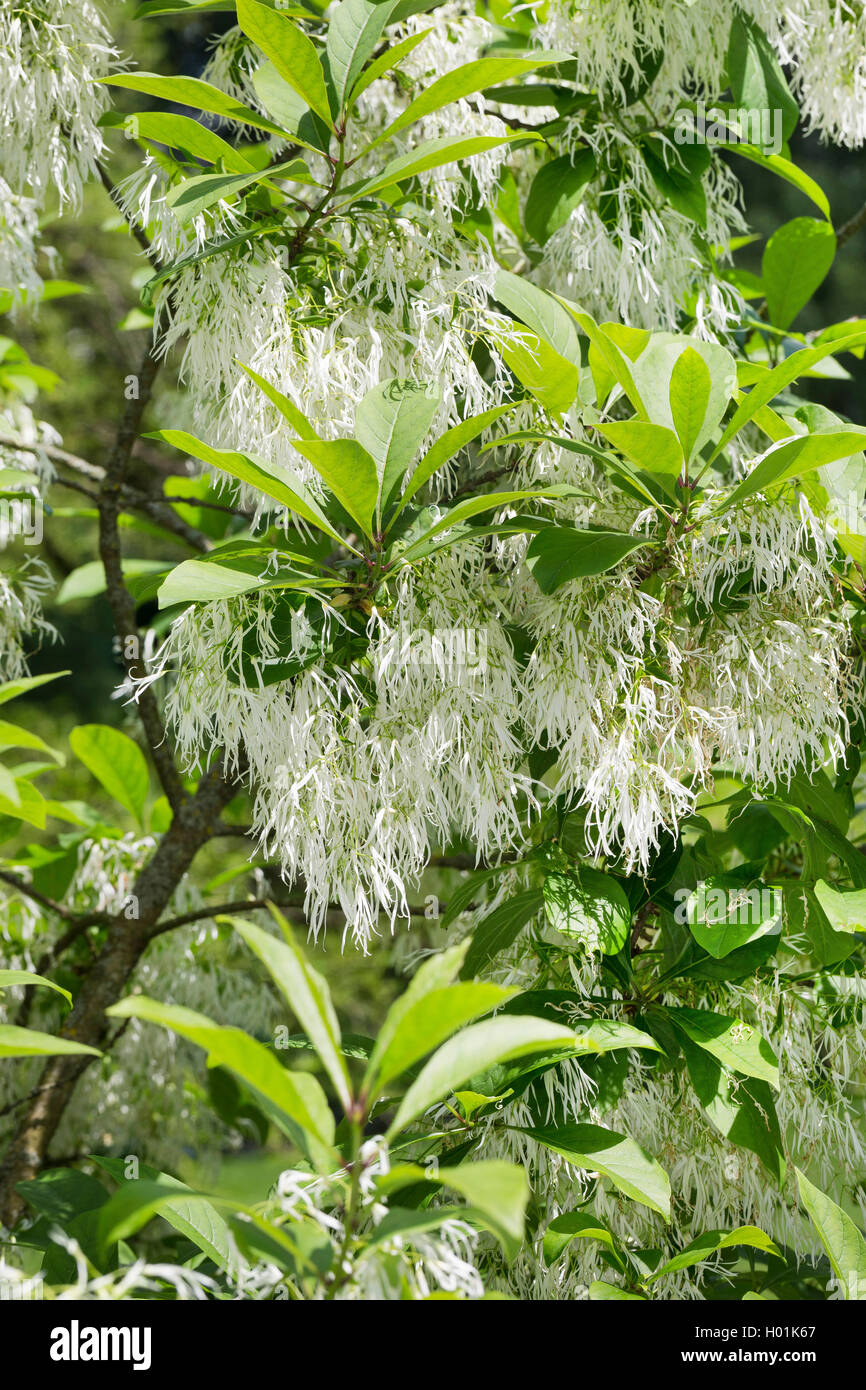Amaerican Fringe Baum, Weiß (fringetree Chionanthus virginicus Chionanthus virginica,), blühende Stockfoto
