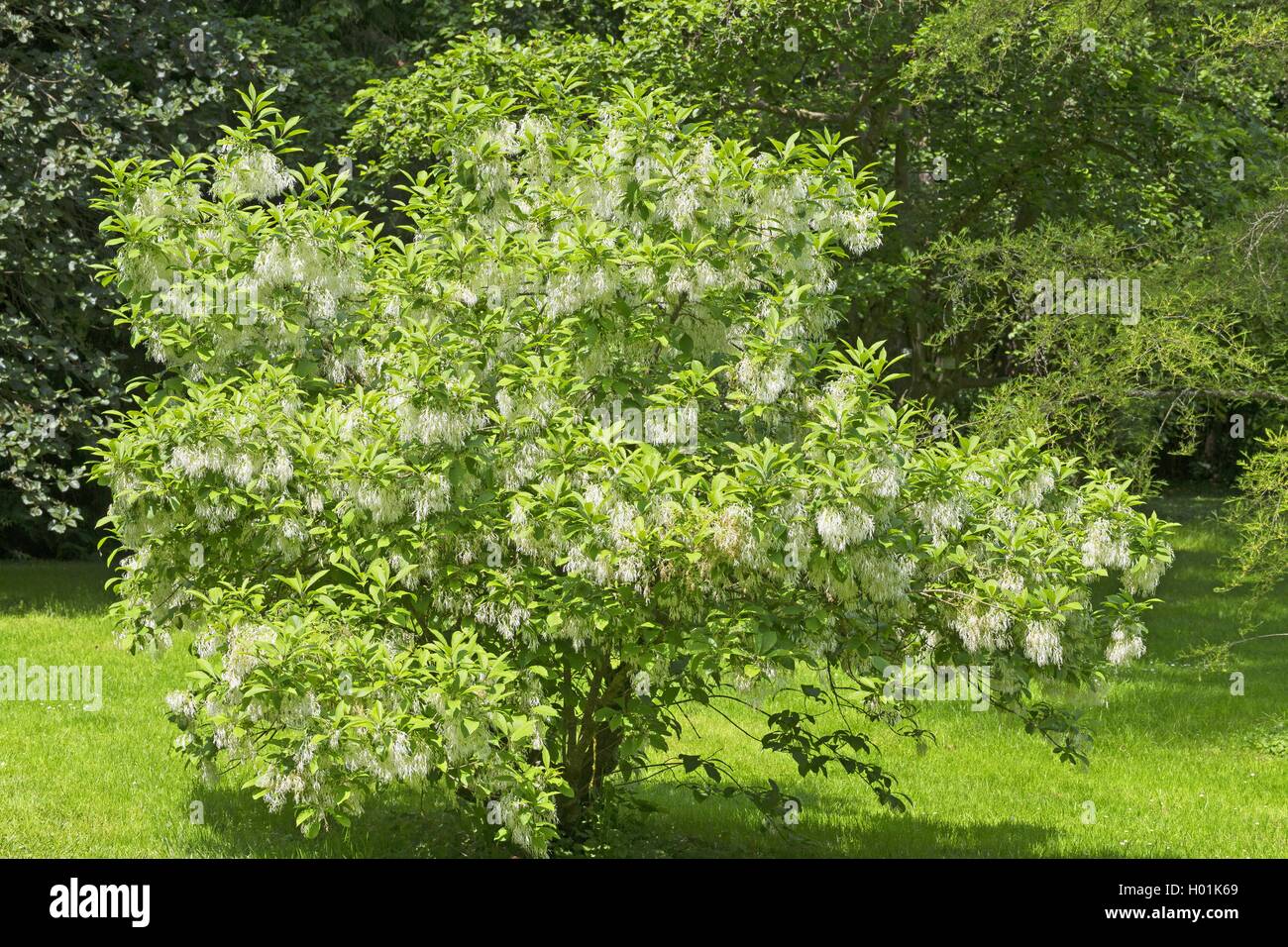 Amaerican Fringe Baum, Weiß (fringetree Chionanthus virginicus Chionanthus virginica,), blühende Stockfoto