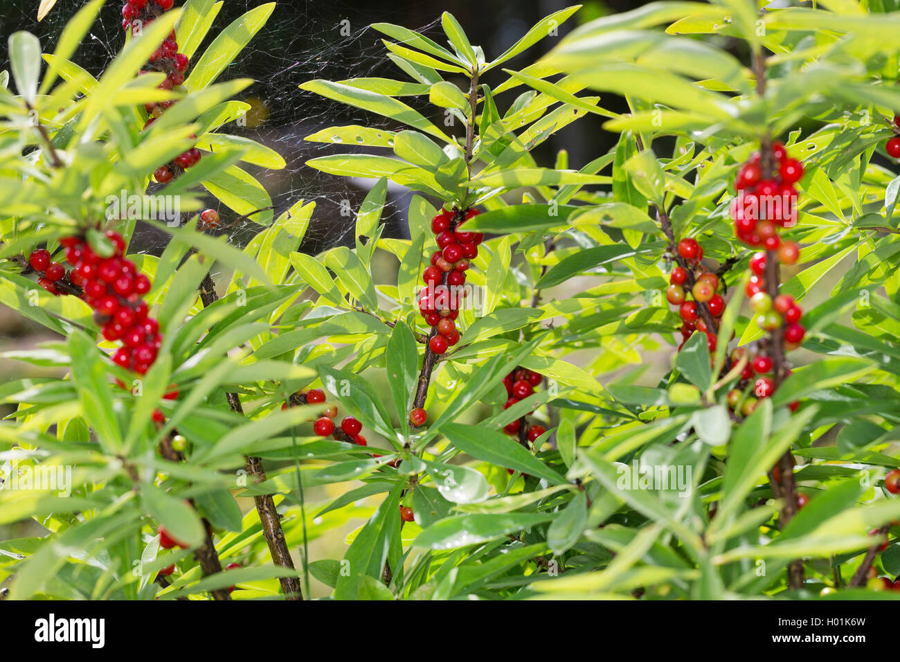 Seidelbast, Februar Daphne (Daphne Mezereum), mit Früchten, Deutschland Stockfoto