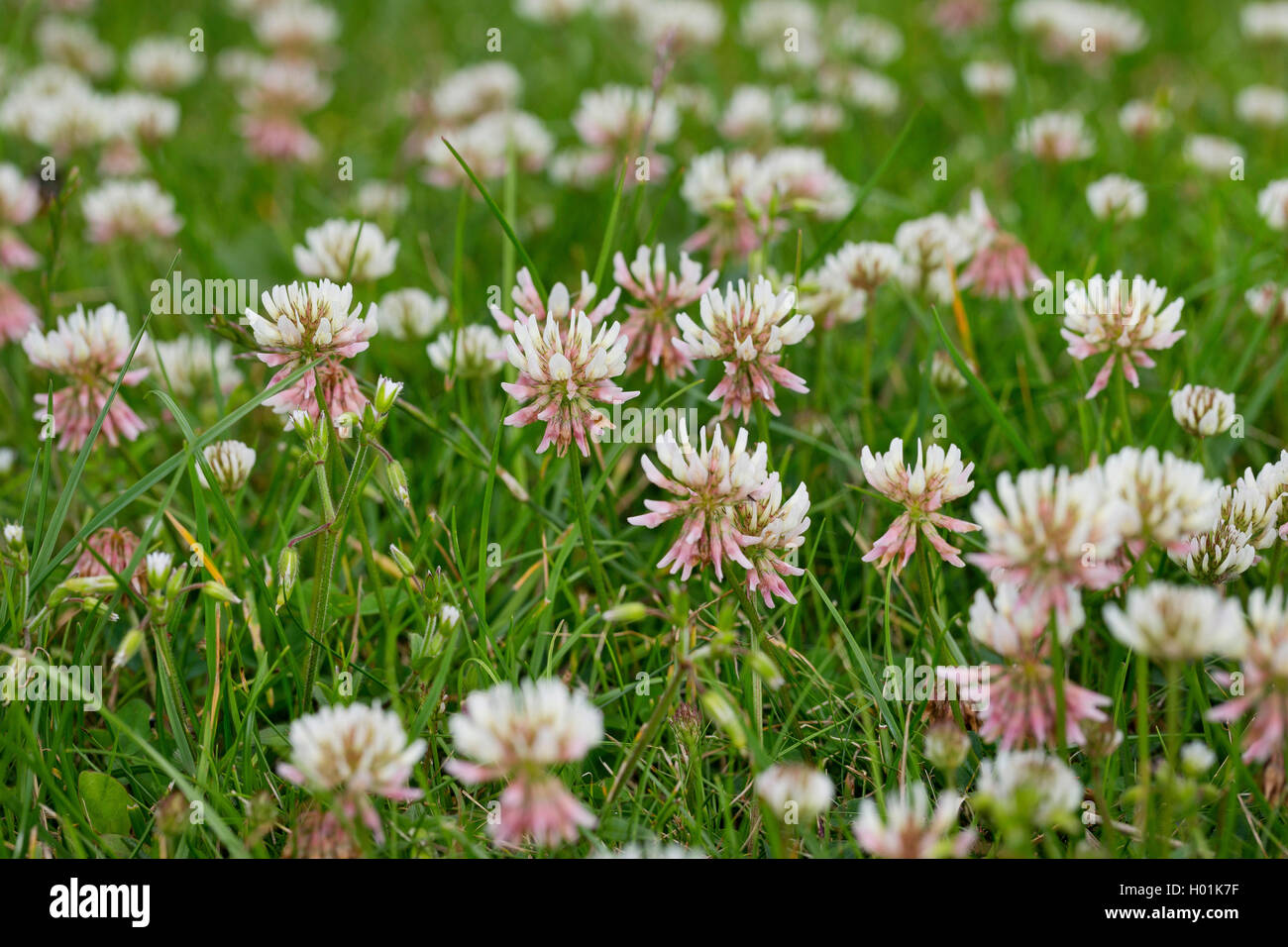 Weißklee (Trifolium repens), blühen in einer Wiese, Deutschland Stockfoto