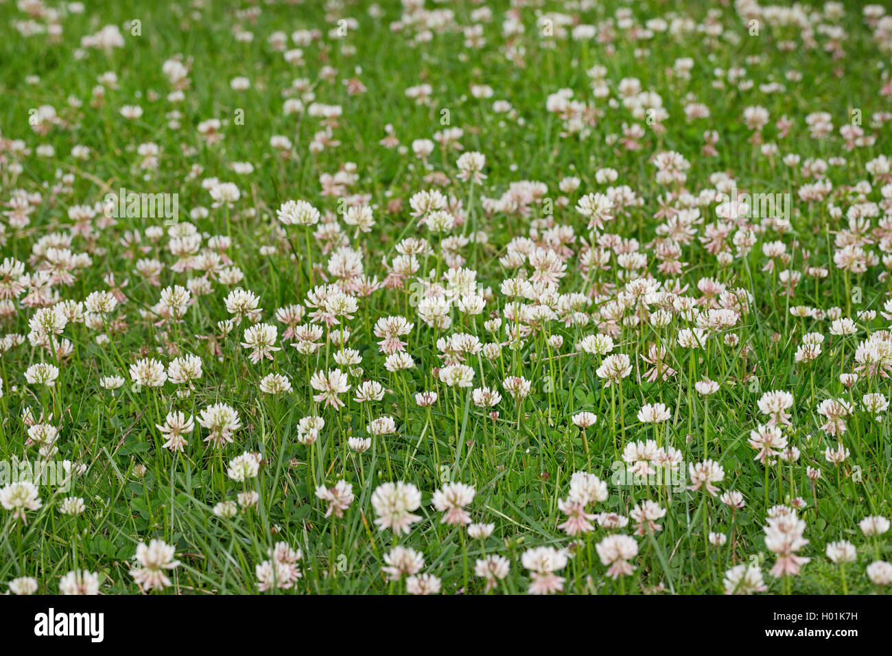 Weißklee (Trifolium repens), blühen in einer Wiese, Deutschland Stockfoto