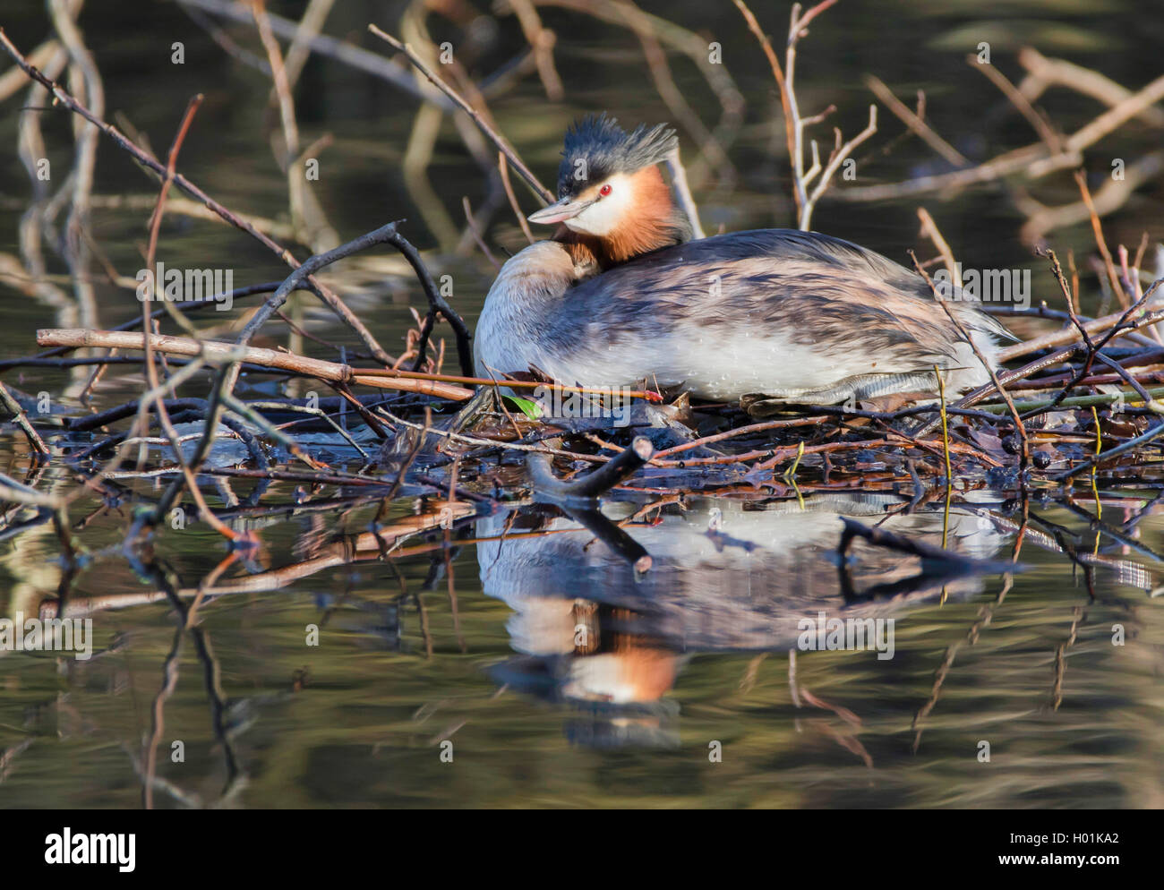 Haubentaucher (Podiceps cristatus), Nest, Deutschland Stockfoto