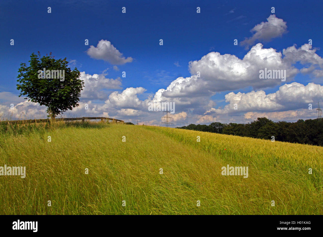 Feld Landschaft mit einzelnen Baum im Sommer, Deutschland, Nordrhein-Westfalen Stockfoto
