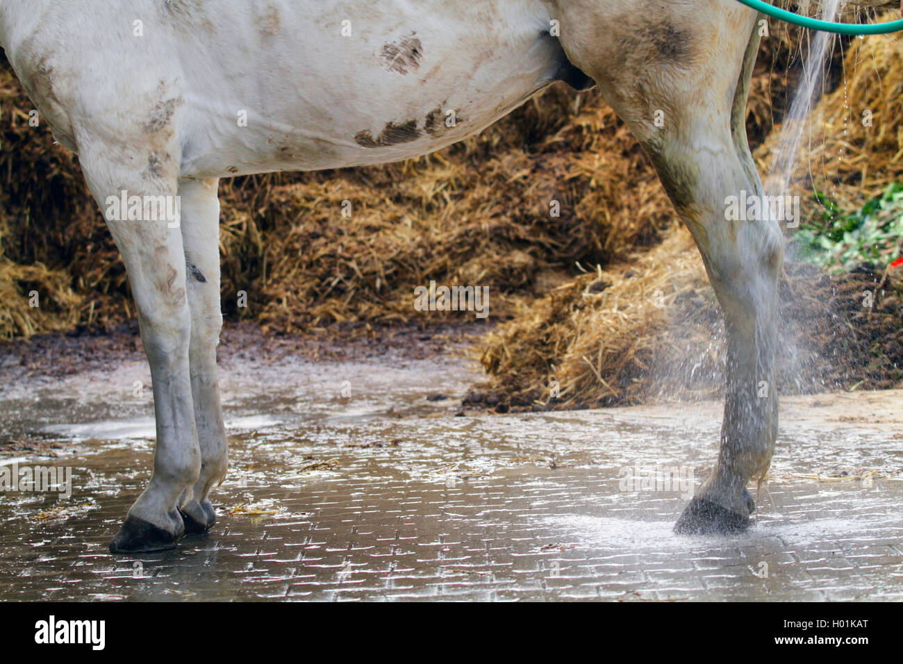 Inländische Pferd (Equus przewalskii f. caballus), Reinigung von Wasser Jet, Deutschland, Nordrhein-Westfalen Stockfoto