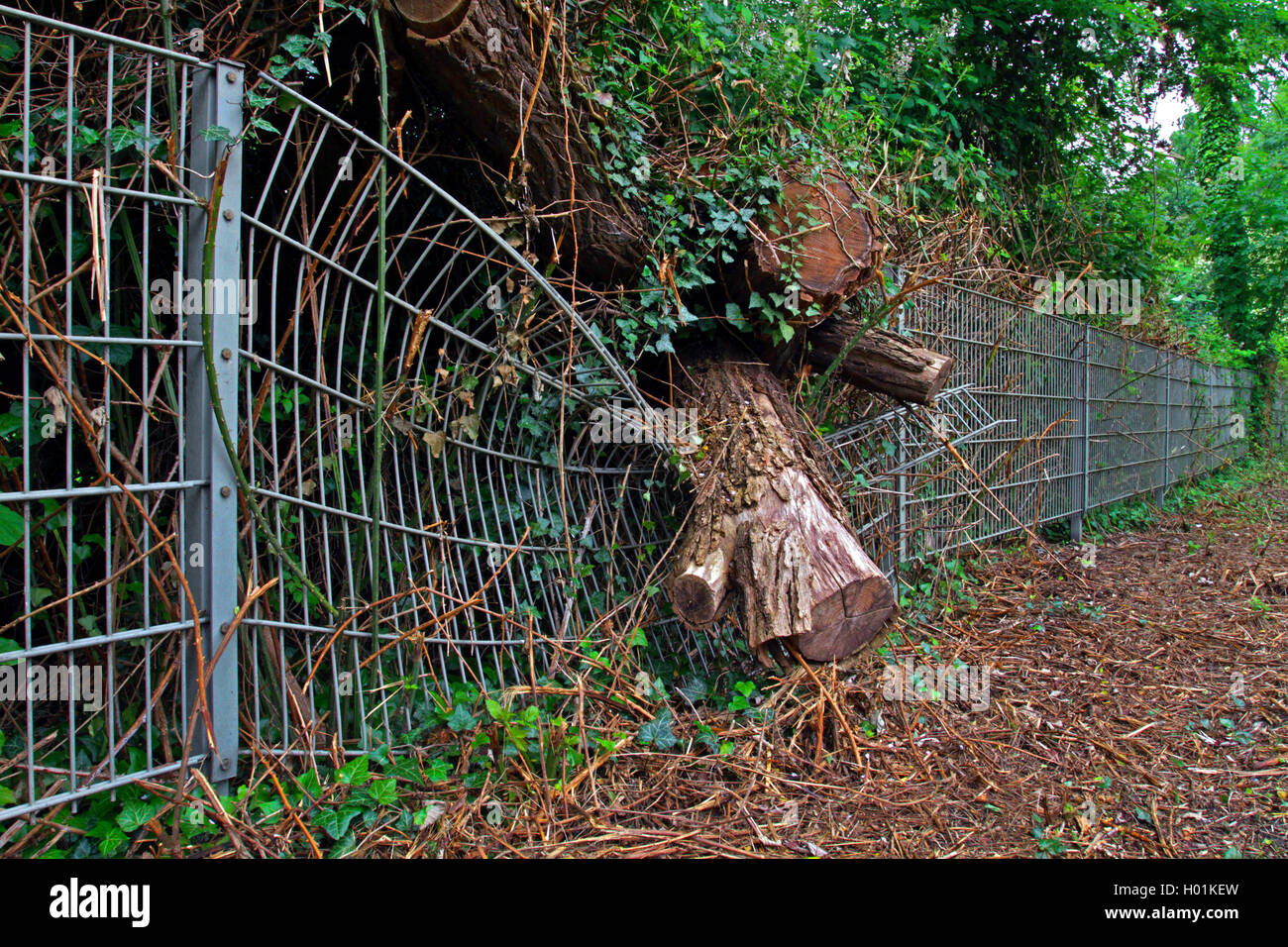 Zaun durch disrooted Baum beschädigt, Deutschland Stockfoto
