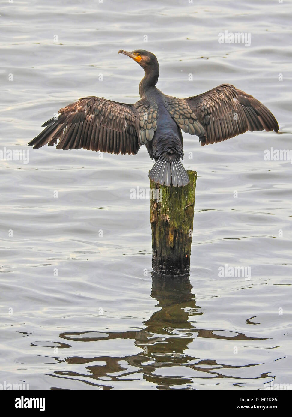 Kormoran (Phalacrocorax carbo), sitzen auf einem hölzernen Säule und Trocknen ihre Flügel, Deutschland Stockfoto