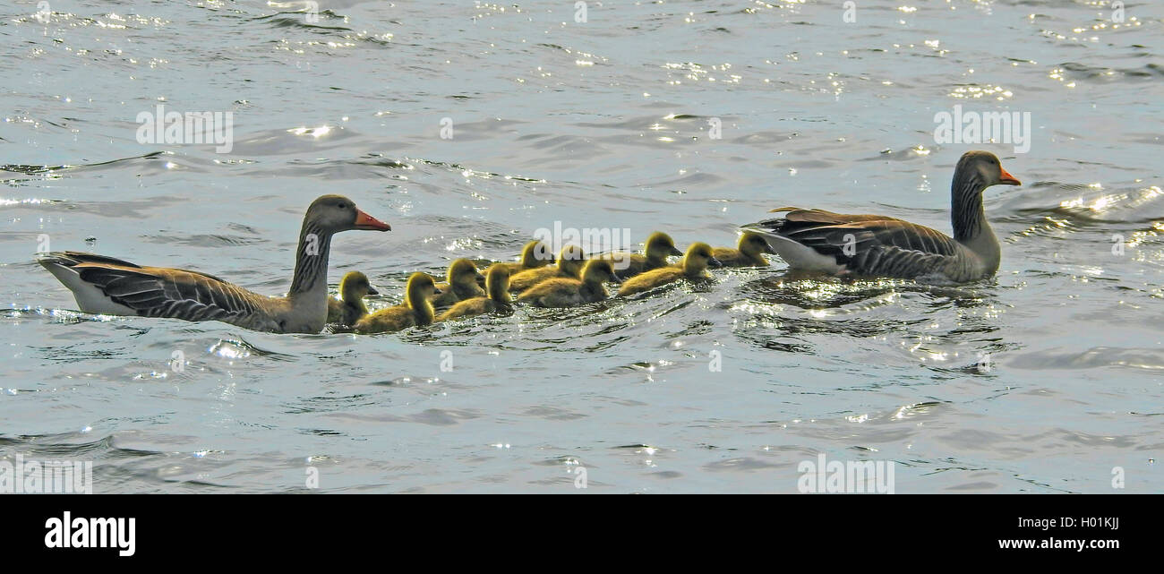 Graugans (Anser anser), Schwimmen, Familie der Gänse Graugänse mit Gans Küken, Deutschland Stockfoto