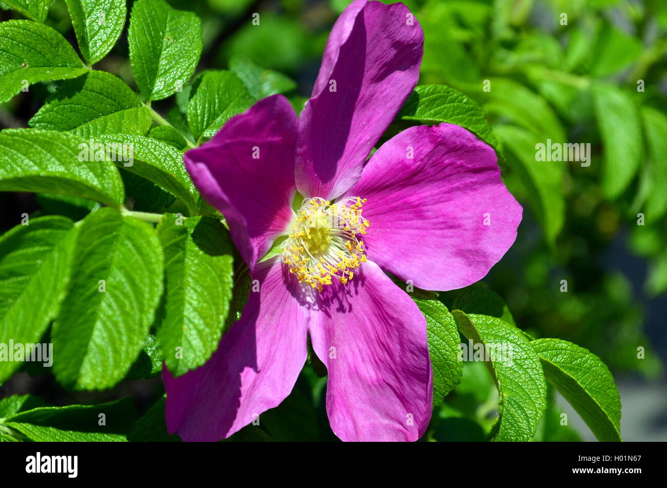 Nahaufnahme einer rosa wild rose Blüte Stockfoto