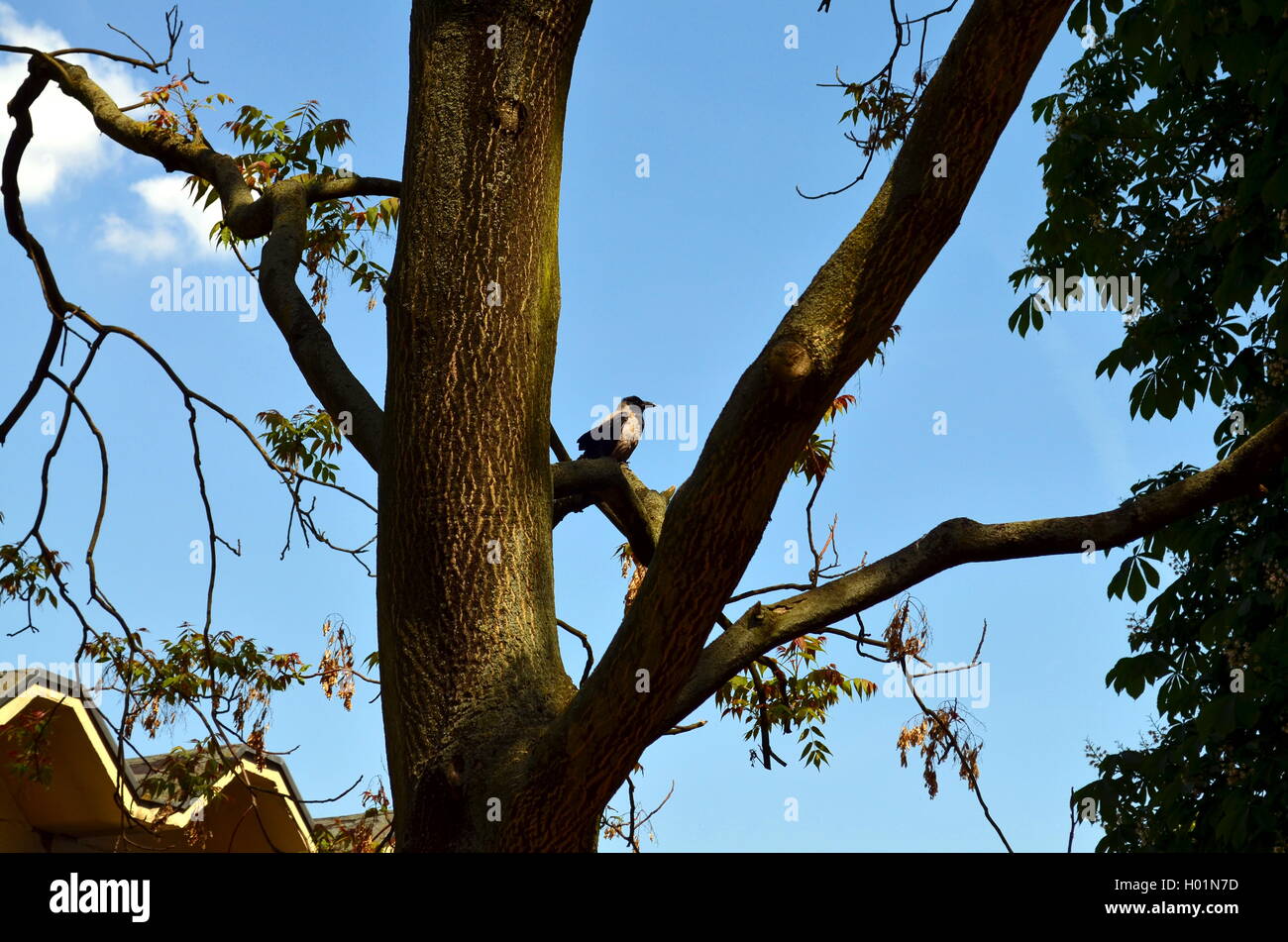 Rabe saß auf einem Baum in einer großen Stadt Stockfoto
