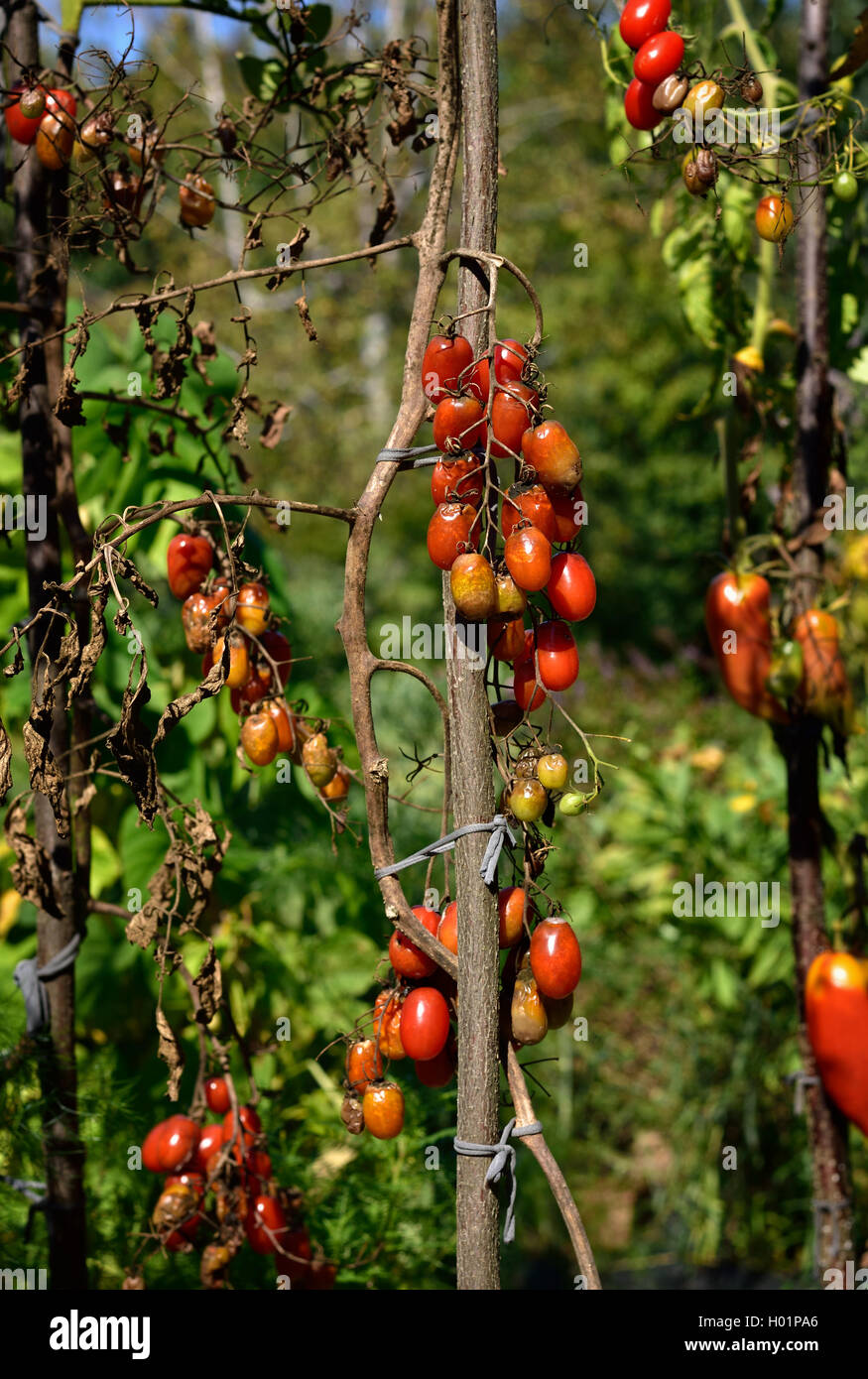 Tomaten-Pilz-Krankheit - die Kraut-und Knollenfäule (Phytophthora Infestans). Brown Fäulnis im freien Tomaten im Garten. Kopieren Sie Raum. Stockfoto