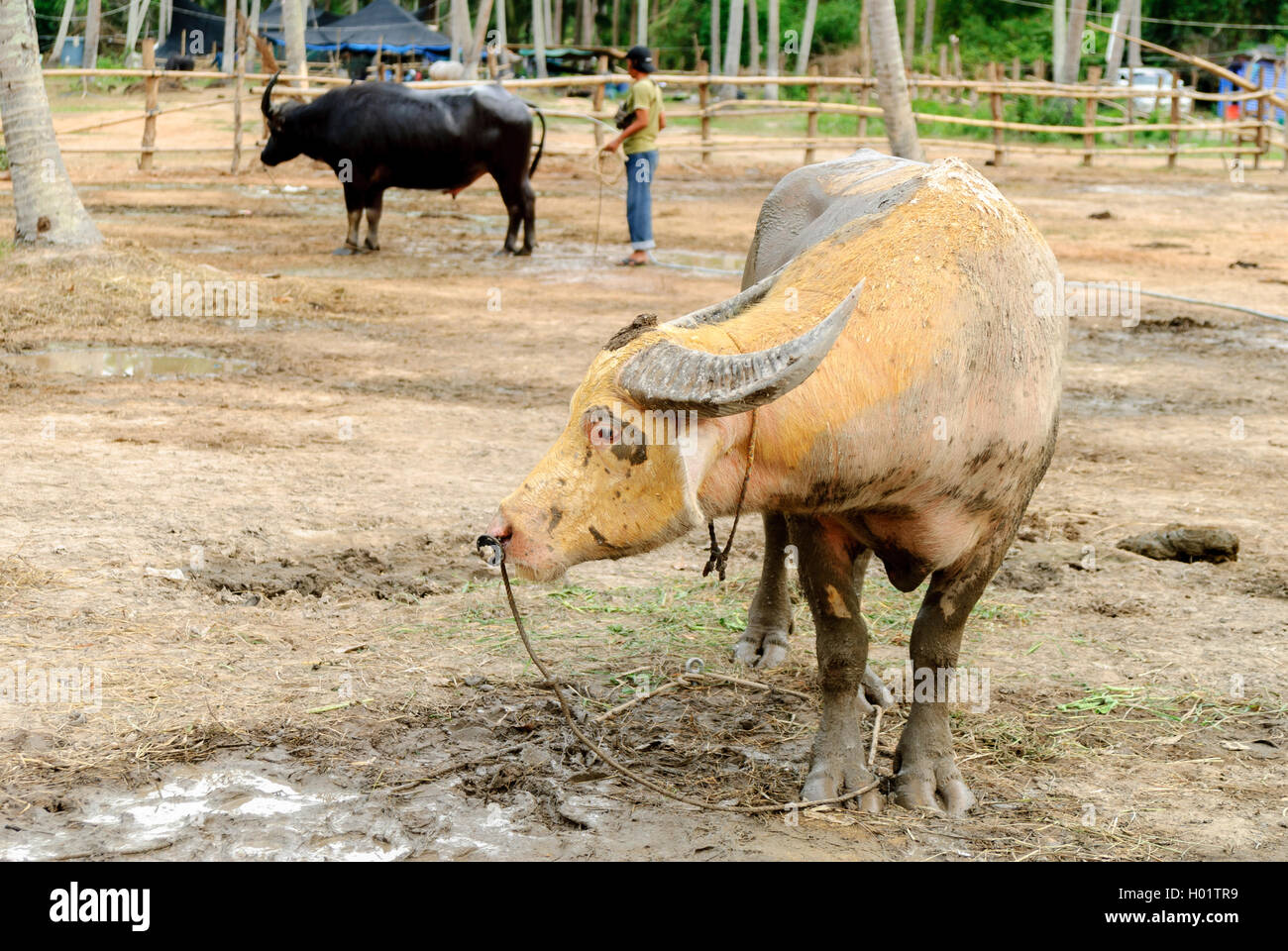 Der Wasserbüffel oder asiatischen Brauchwasser in einem Bauernhof buffalo und bedeckt von Schlamm in Thailand Stockfoto
