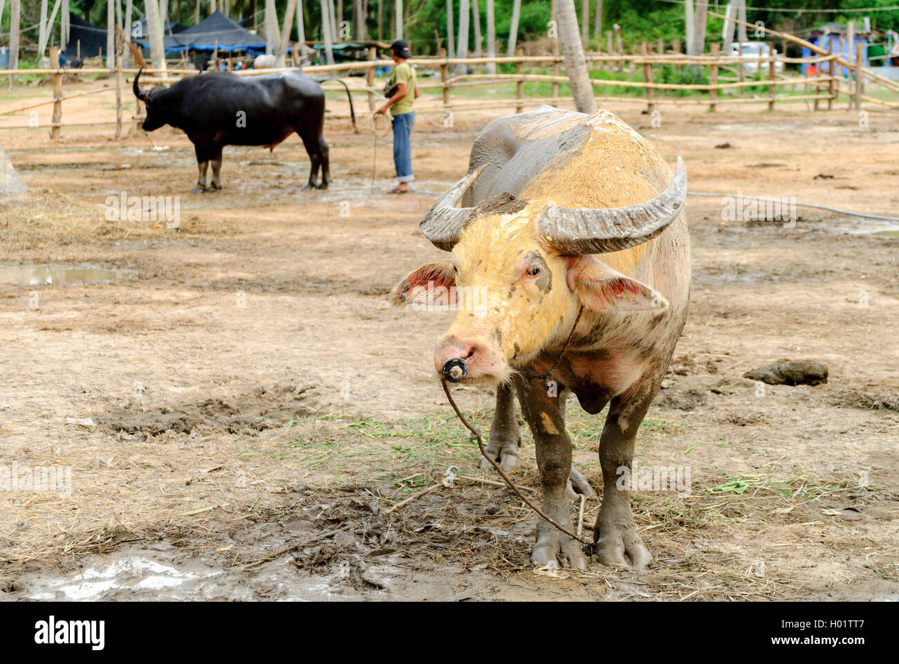 Zwei Wasserbüffel (auch inländische asiatische Wasserbüffel genannt) in einer Farm und bedeckt von Schlamm in Thailand Stockfoto