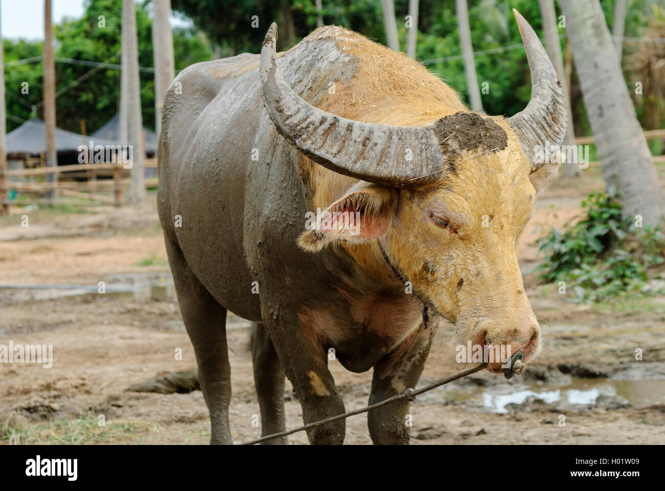 Der Wasserbüffel oder asiatischen Brauchwasser in einem Bauernhof buffalo und bedeckt von Schlamm in Thailand Stockfoto