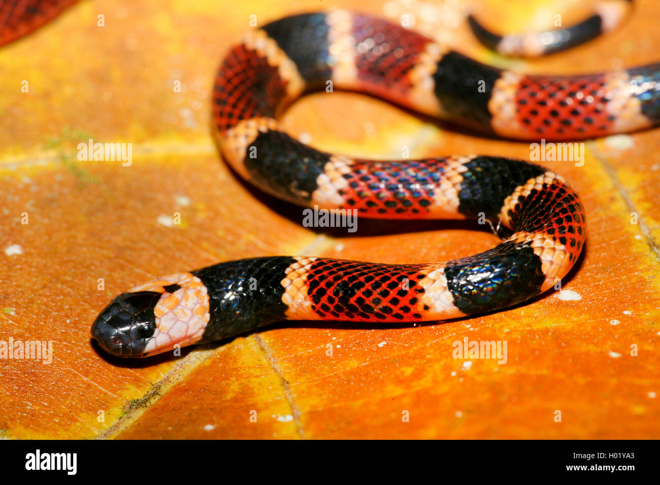 Korallenotter Schlange Rot Weiß Schwarz www.alamy.de