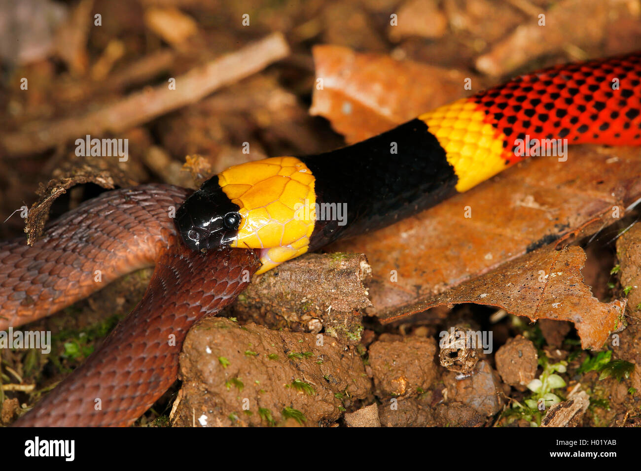 Costa Rica Coral Snake (Micrurus mosquitensis), beißt eine andere Schlange, Costa Rica Stockfoto