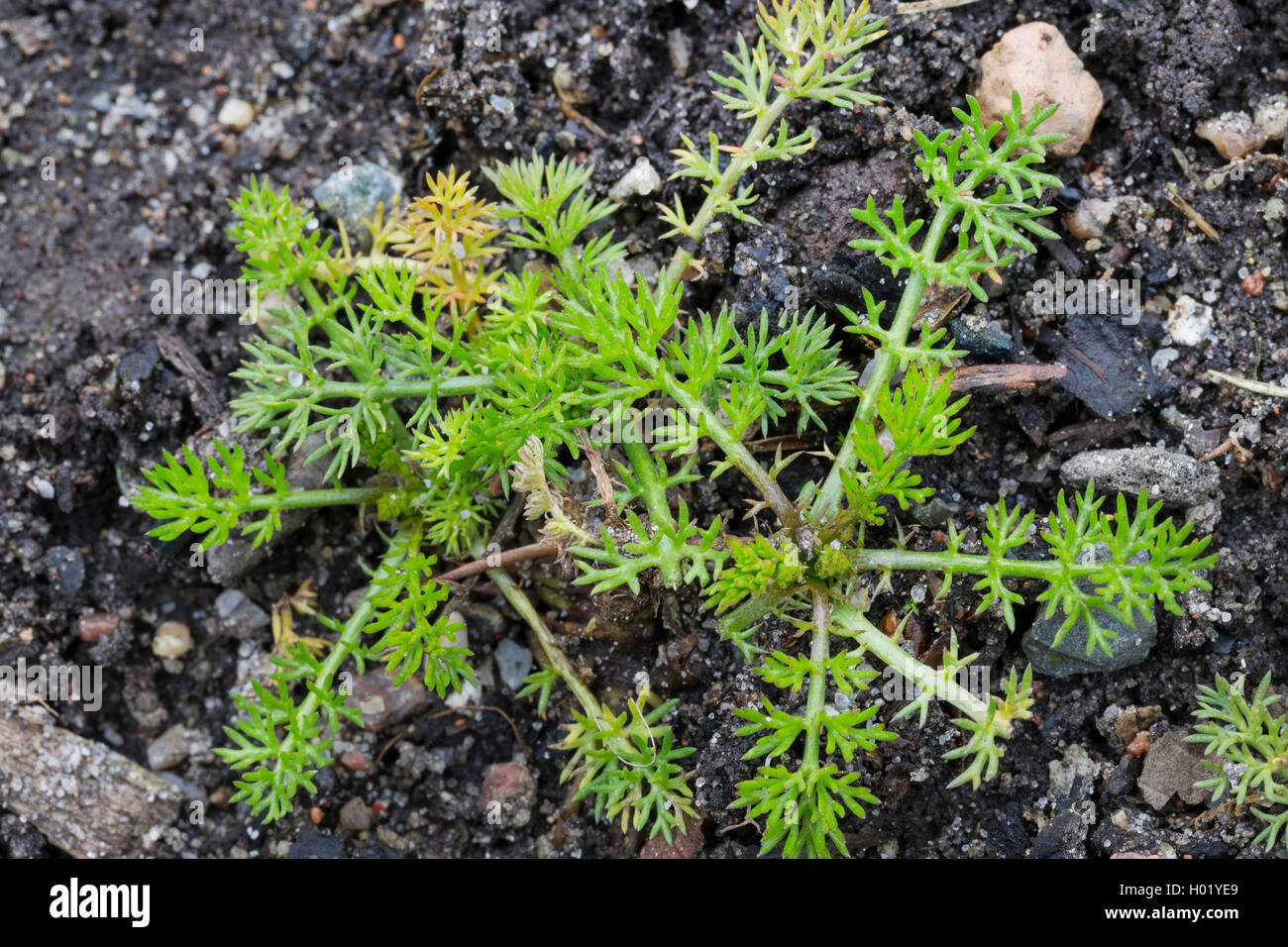 Duftende mayweed, Deutsch, Deutsch mayweed Kamille (Matricaria Chamomilla, Matricaria recutita), Junge Blätter, Deutschland Stockfoto