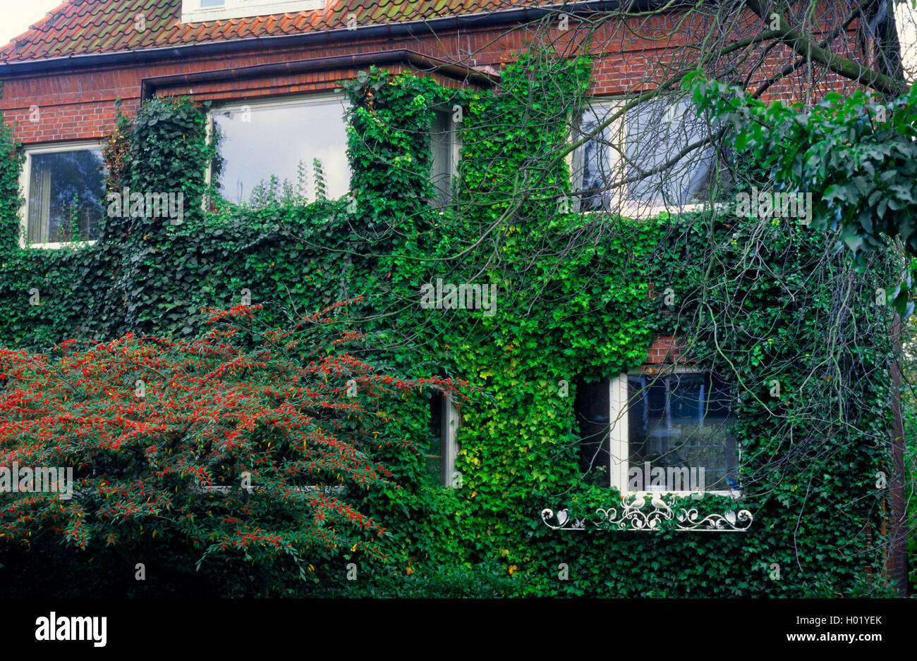 Efeu, gemeinsame Efeu (Hedera helix), Grün für Gebäudefassaden mit Efeu, Deutschland Stockfoto