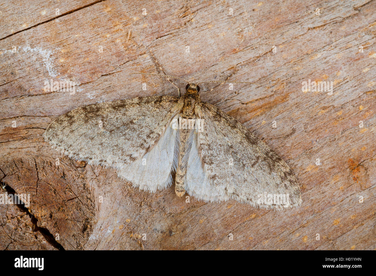 Frühe Zahn (Trichopteryx carpinata gestreift), die auf Totholz angewiesen, Deutschland Stockfoto