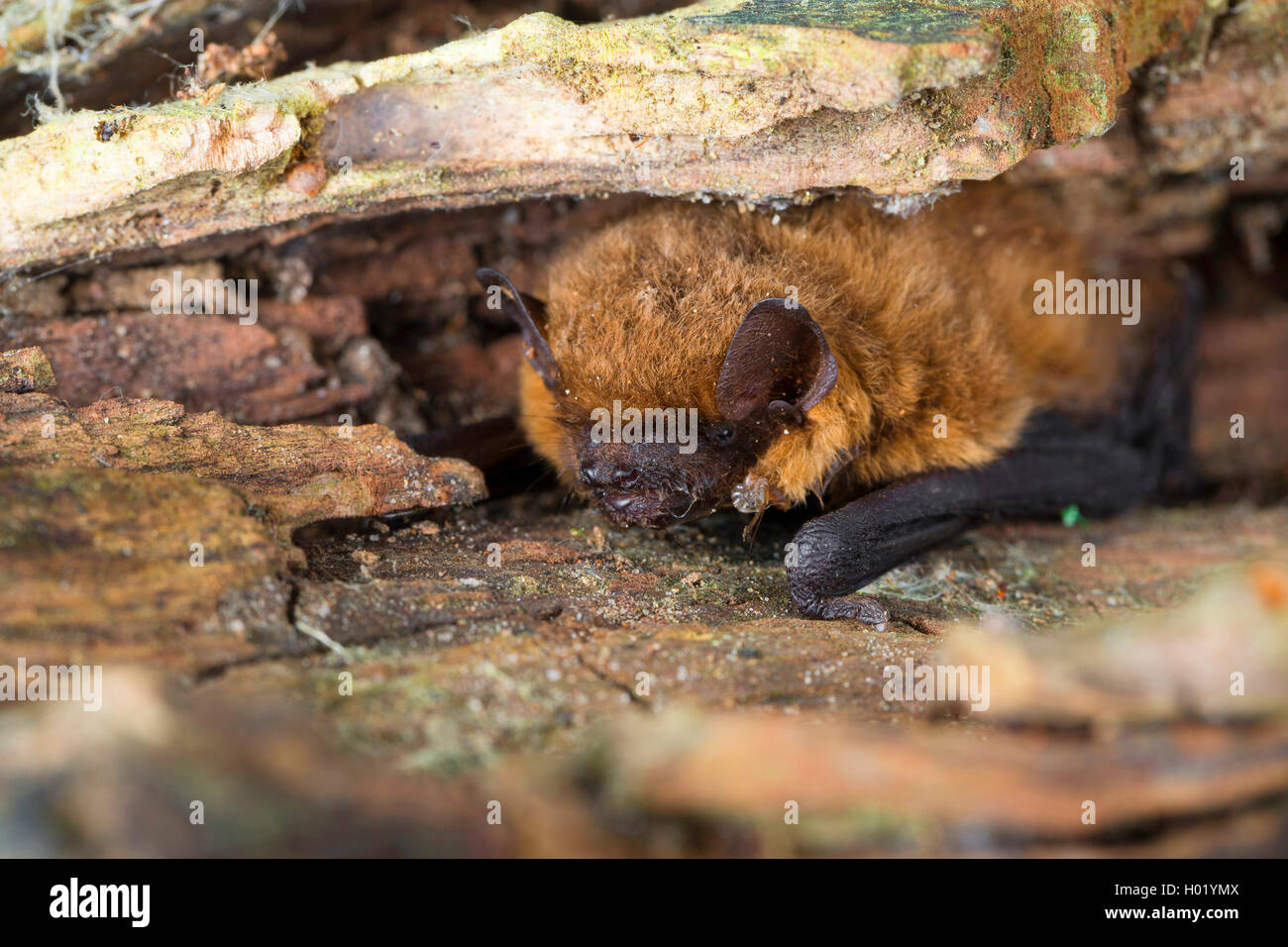 Common pipistrelle (Pipistrellus pipistrellus), unter der Rinde von einem toten Baum, Deutschland Stockfoto