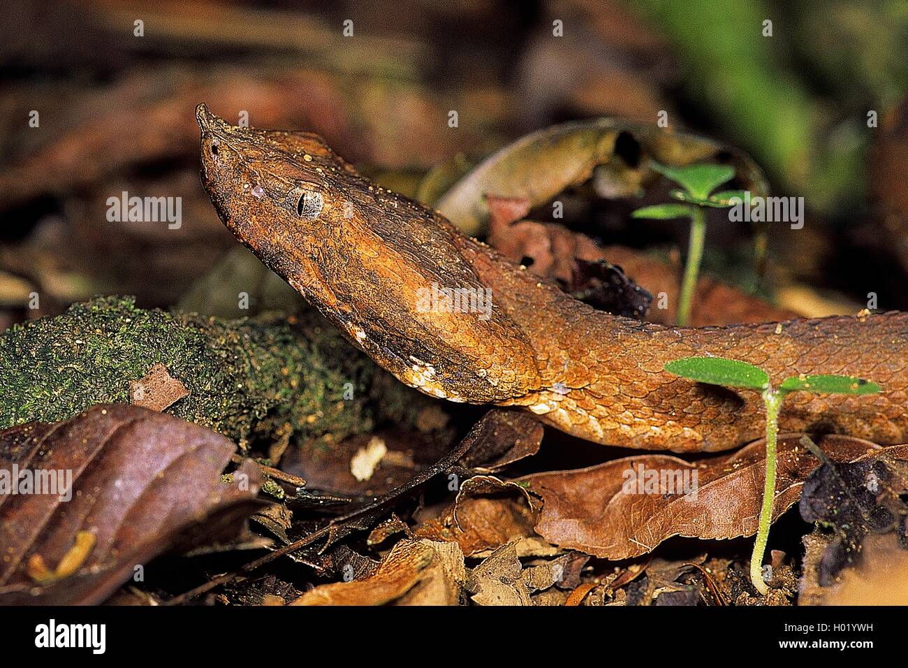 Gehörnte hognose pit Viper, Regenwald hognose Viper (Porthidium nasutum, Bothrops nasutus), Porträt, Costa Rica Stockfoto