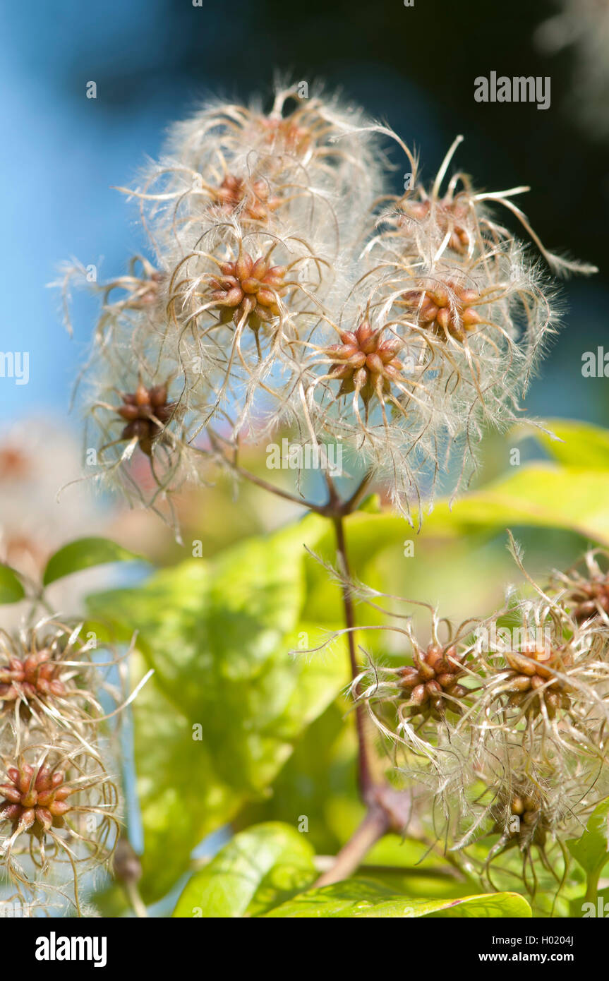 Reisende Freude, Old Man's Beard (Clematis vitalba), Fruchtkörper, Deutschland, BG_Ffm Stockfoto