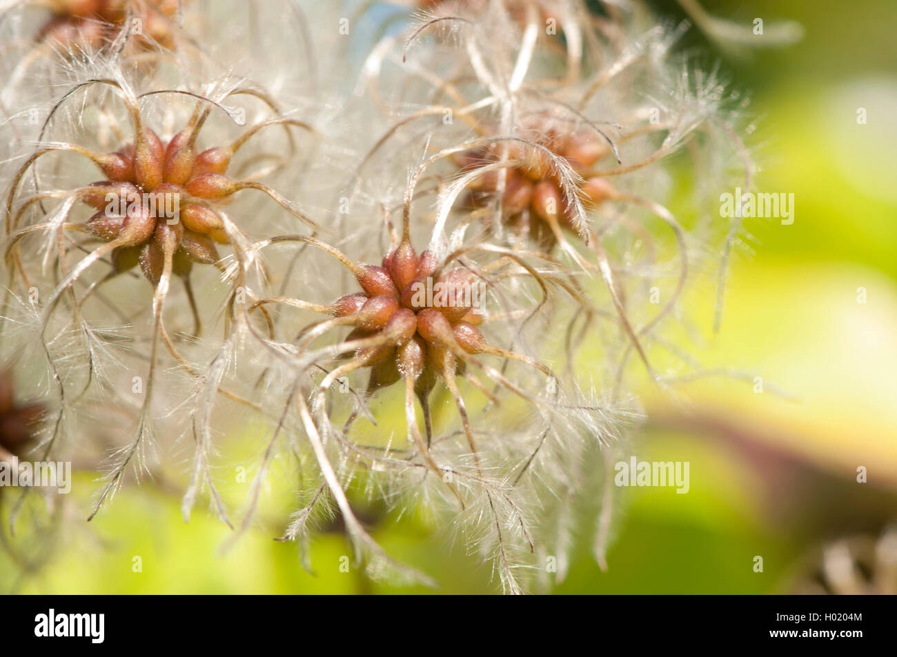 Reisende Freude, Old Man's Beard (Clematis vitalba), Fruchtkörper, Deutschland Stockfoto