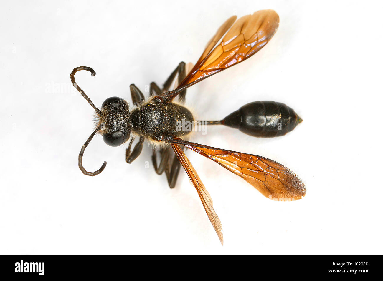 Gras - Durchführung von Wasp (Isodontia mexicana), Cut-out, Österreich Stockfoto