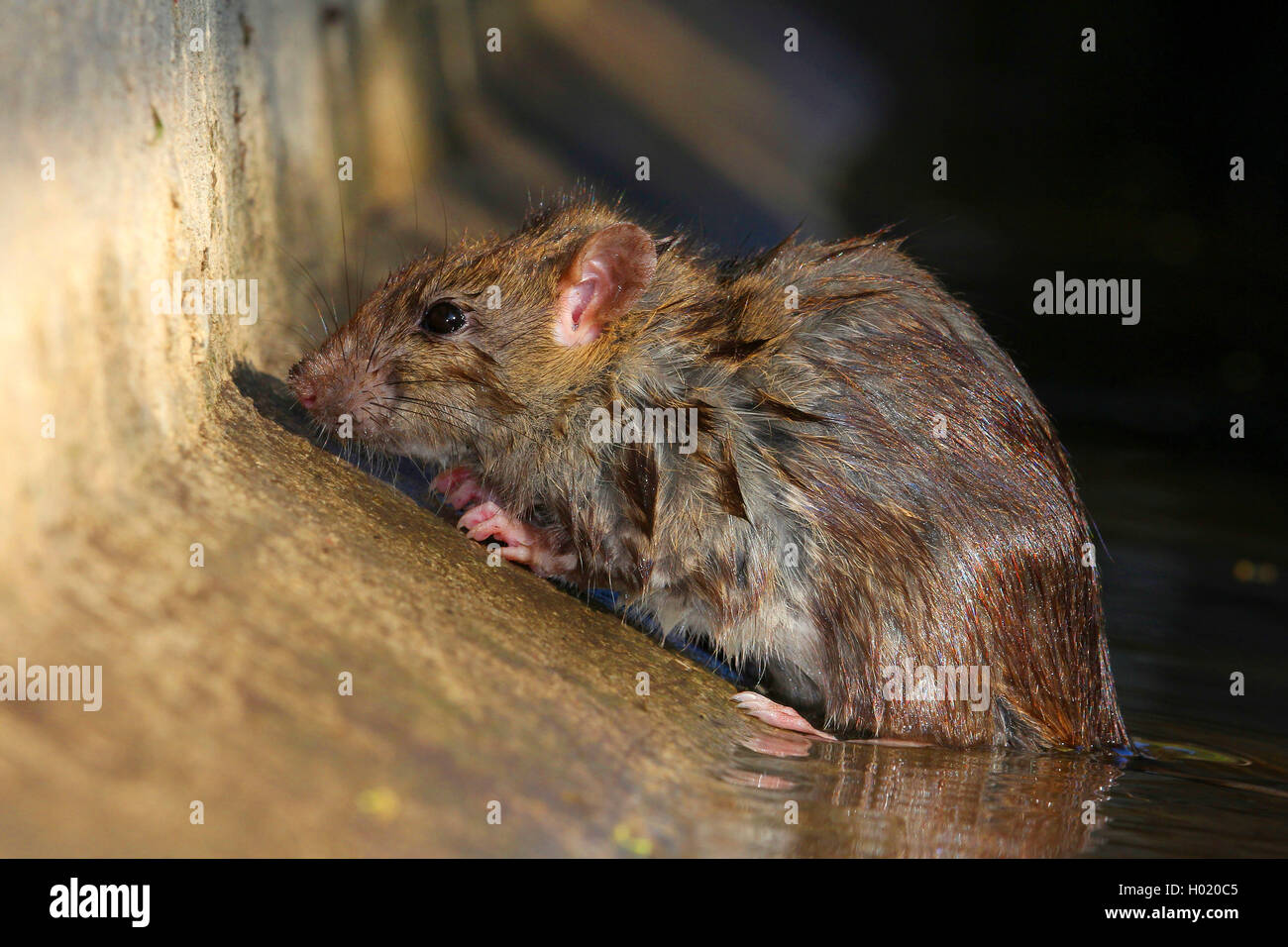 Ratte Englisch Ratte Englisch