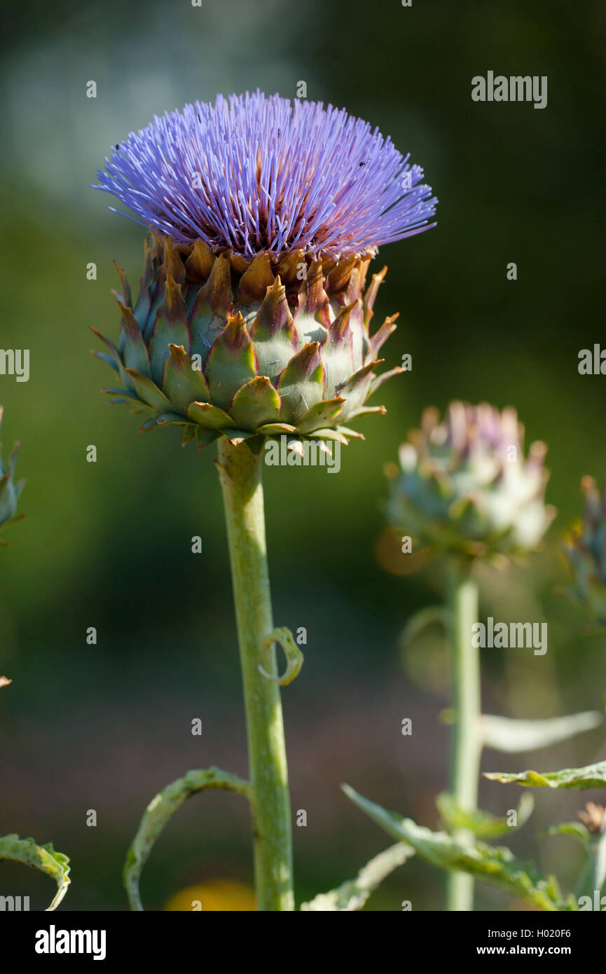 Artischocke Distel, Cardoon (Cynara Cardunculus, Cynara Scolymus), blühende Stockfoto