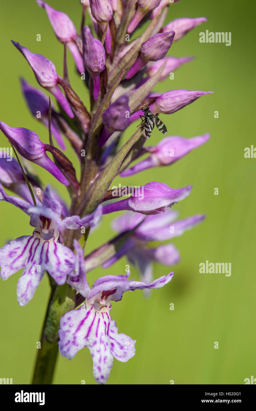 Gemeinsame beschmutzt - Orchidee (Dactylorhiza fuchsii Dactylorhiza maculata, ssp. Fuchsii), Blütenstand, Österreich Stockfoto