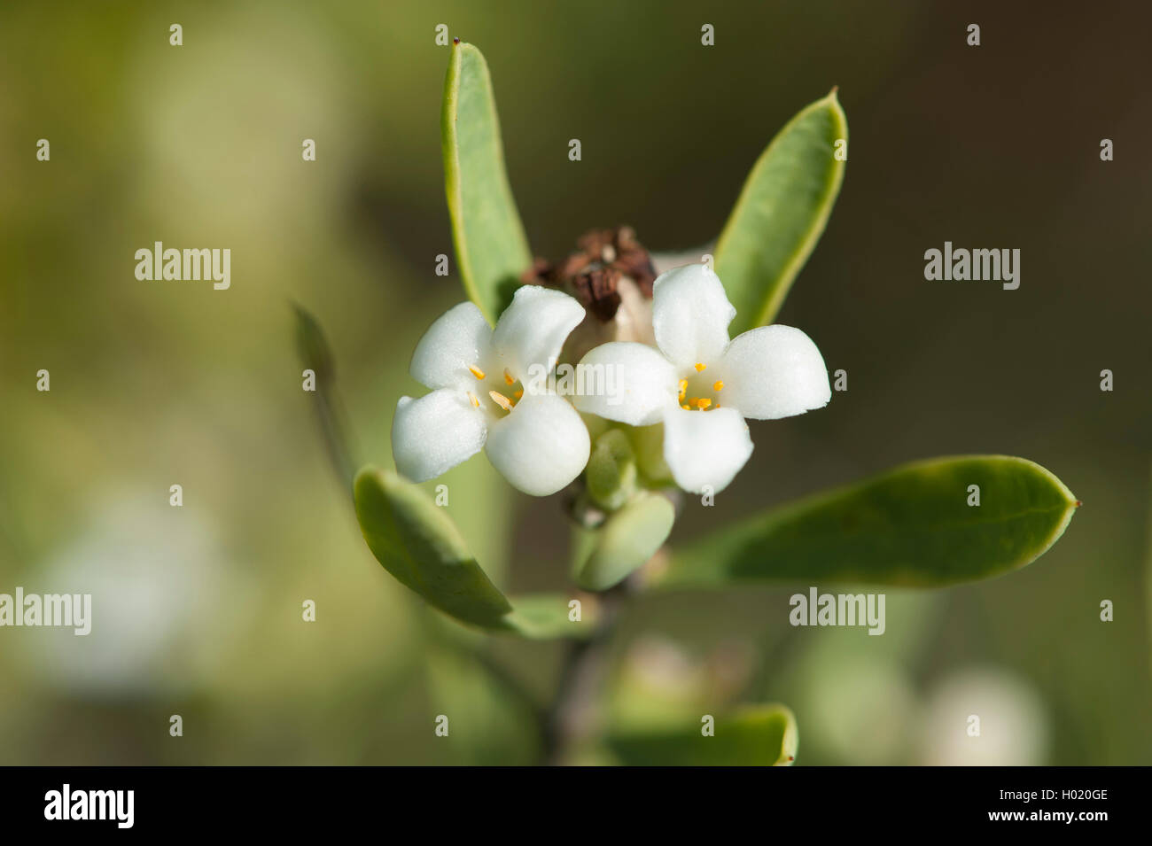 Wolfsmilch Flachs (Daphne gnidioides), Blumen, Griechenland, Kreta Stockfoto